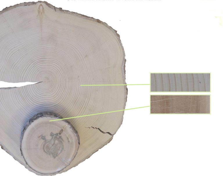 Comparison of the size of the growth rings of an 86-year-old black spruce (largest) grown in excellent condition and a 272-year-old black spruce (smallest) grown in a peat land