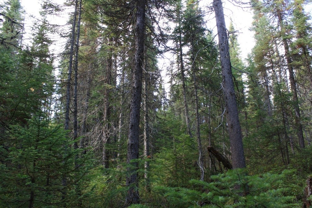 Old black spruce forest, stand structure becomes more complex, with trees of all sizes and ages
