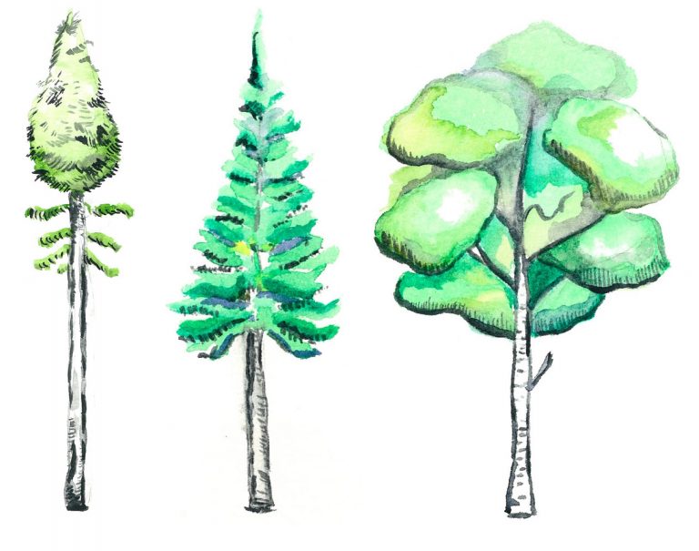 Watercolors of boreal tree species. From the left to the right: black spruce, balsam fir, paper birch