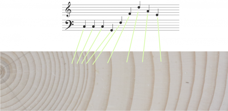 Illustration of the relationship between the growth ring’s width and the notes played on a part of the cross-section. The higher the notes are on the sheet music, the higher the sound.Each note played thus corresponds to a year of growth. This means the longer the symphony is, the older the trees that compose it