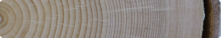 Growth rings of a balsam fir.