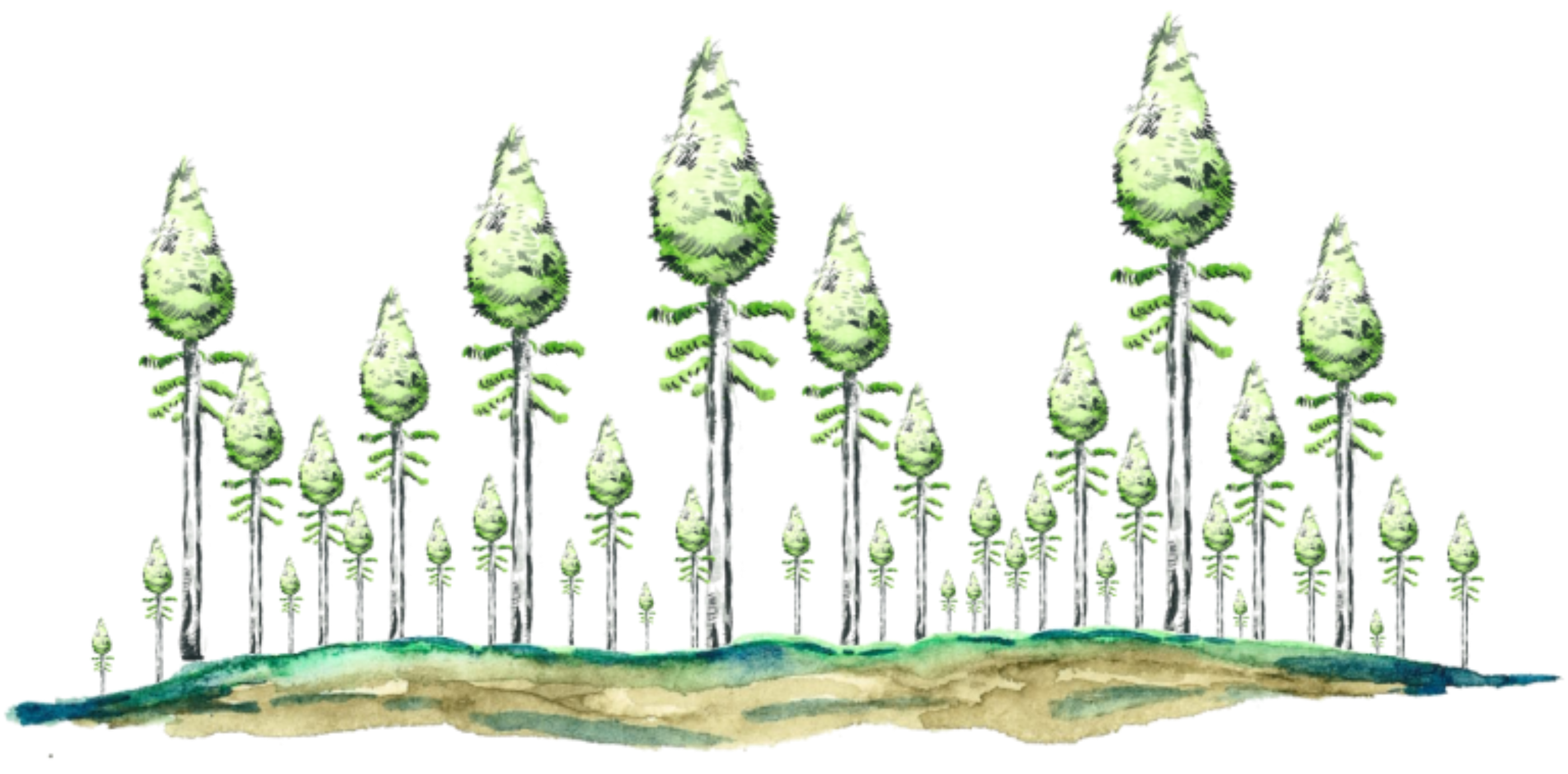 Schematic representation of a paludified old-growth forest.