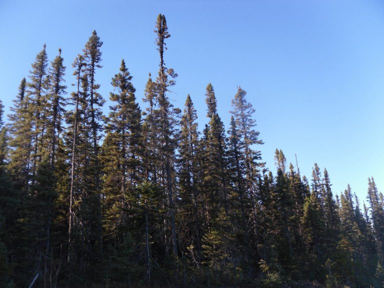 Old-growth forest of black spruce