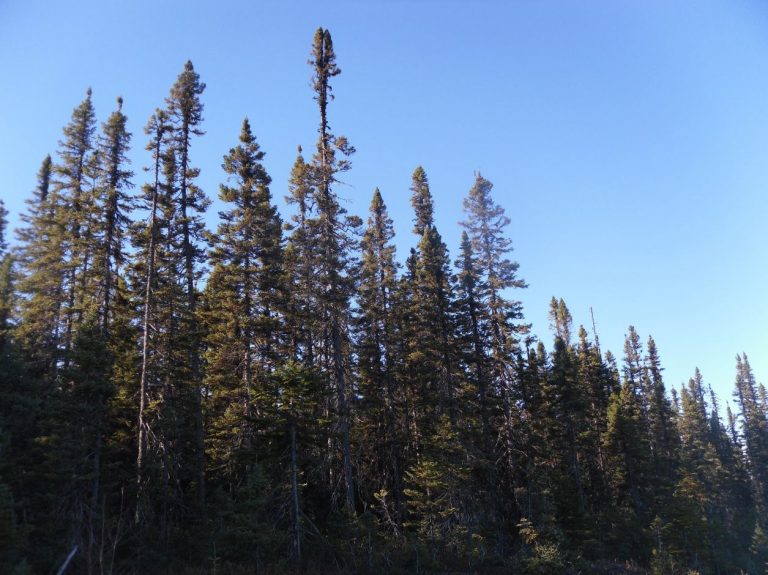 Boreal forest and Old-growth forestss