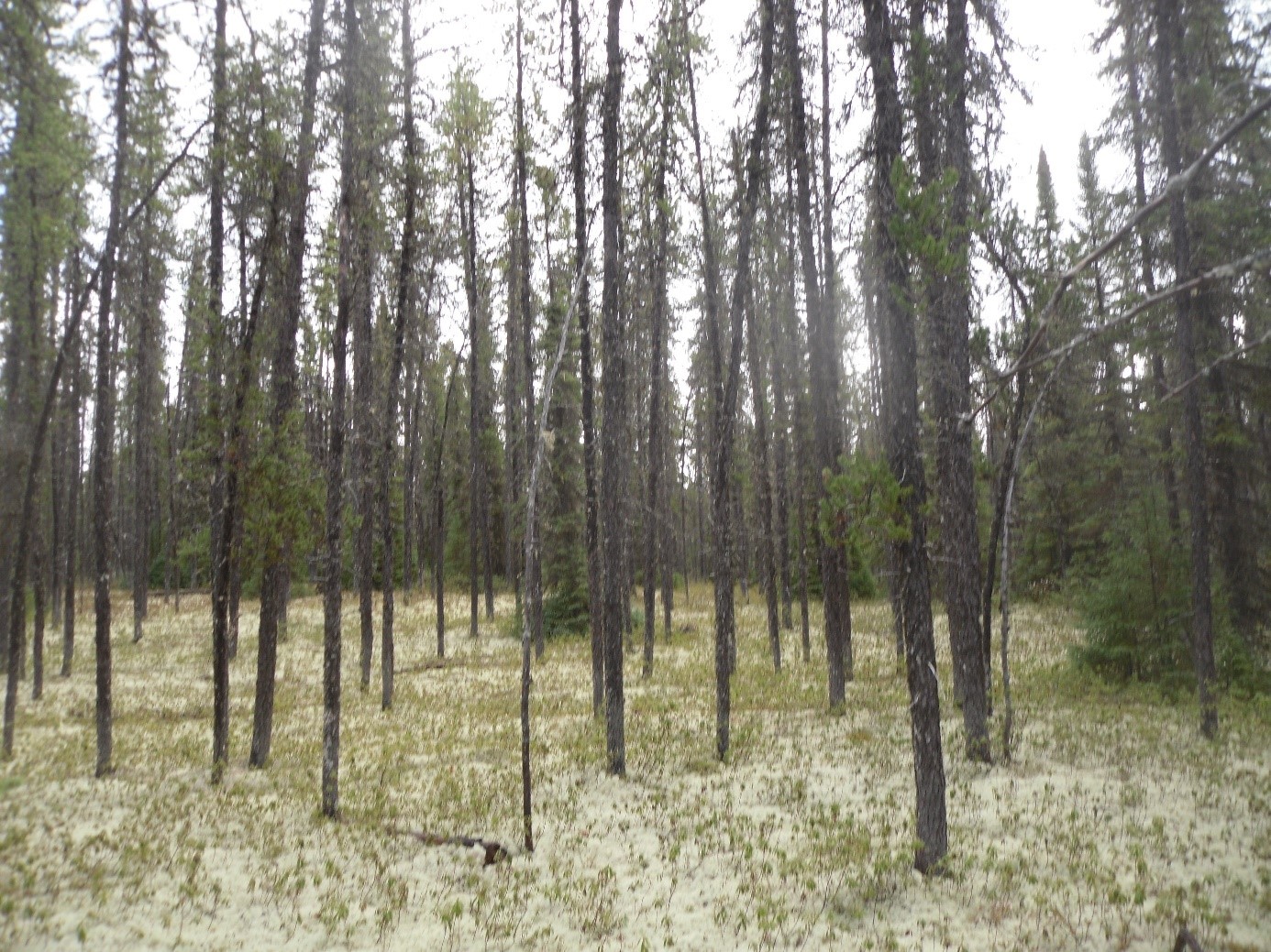 Even-aged boreal forest, where black spruce and jack pine blend here. The structure of the forest is very simple, with trees of the same size.