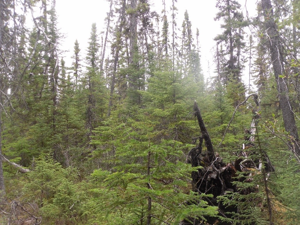 As a result of the budworm epidemic, the most affected trees die, forming gaps in the canopy. Fortunately, regeneration is ready to replace them.