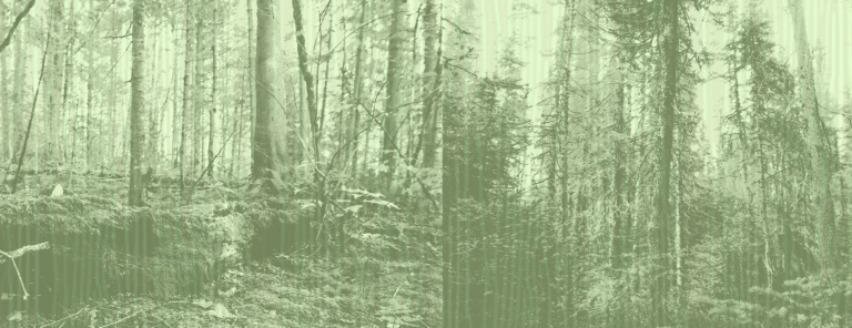 An old-growth forest stand in Quebec