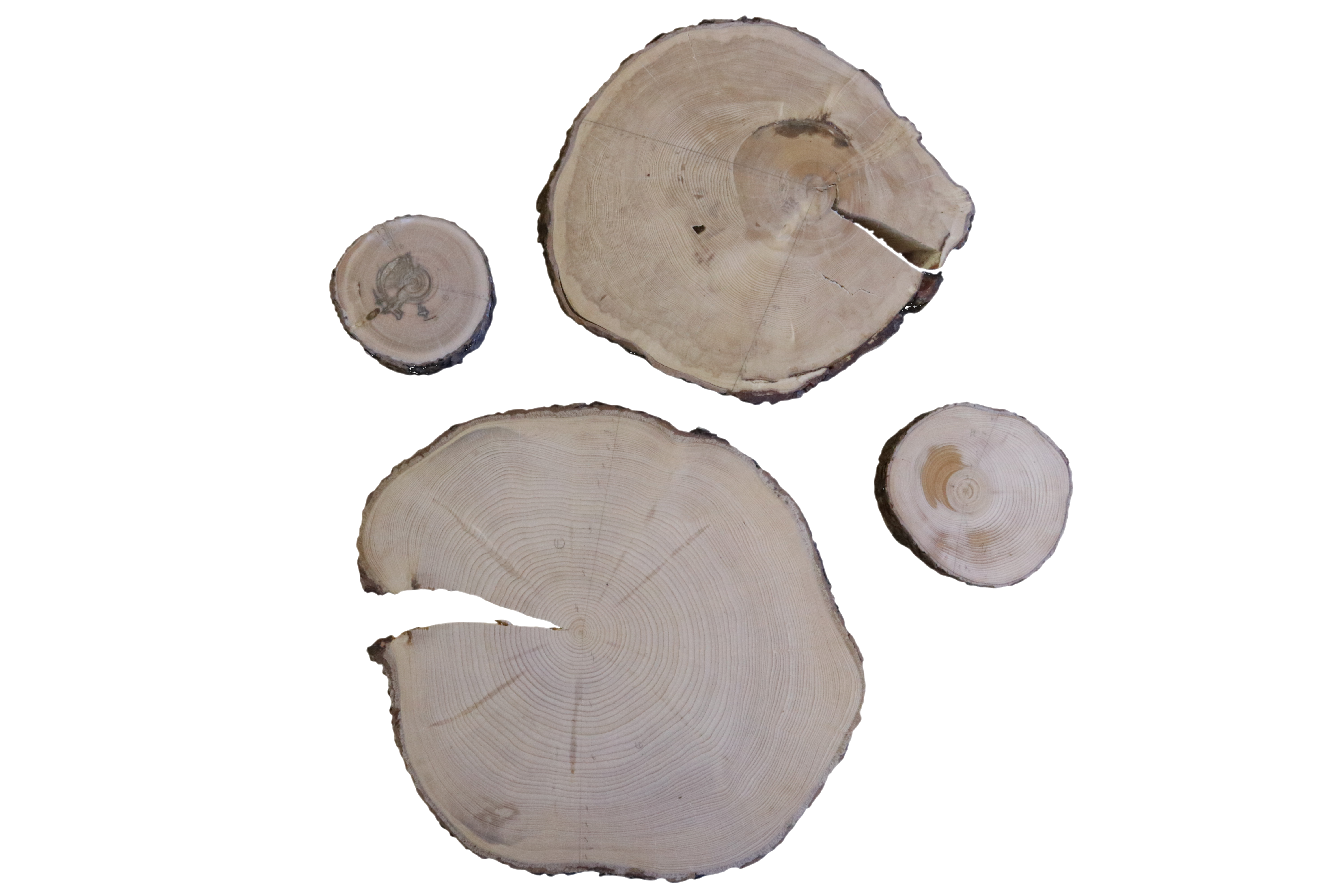 Discs of black spruces harvested in old-growth forests that were used to create the symphonies. On the top left corner: a 272 years old spruce. On the top right:  258 years old spruce. On the bottom left: 86 years old spruce. On the bottom right: 131 years old spruce.