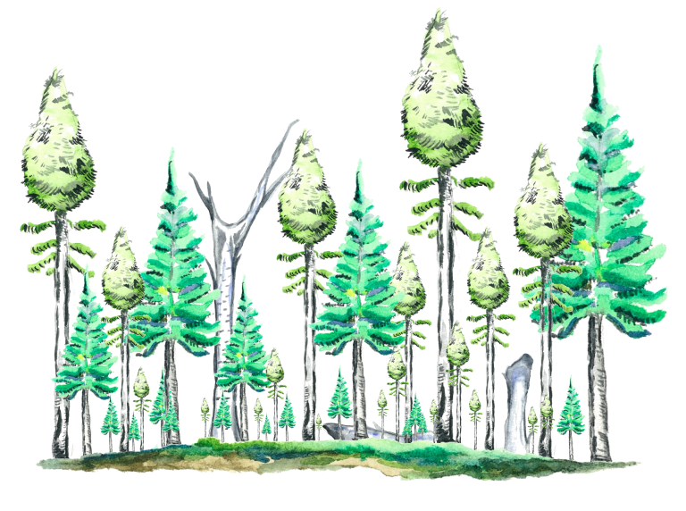 Schematic representation of an old-growth forest.